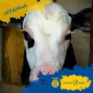 Meet your Posher, Trinity